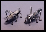 Silver Grasshopper